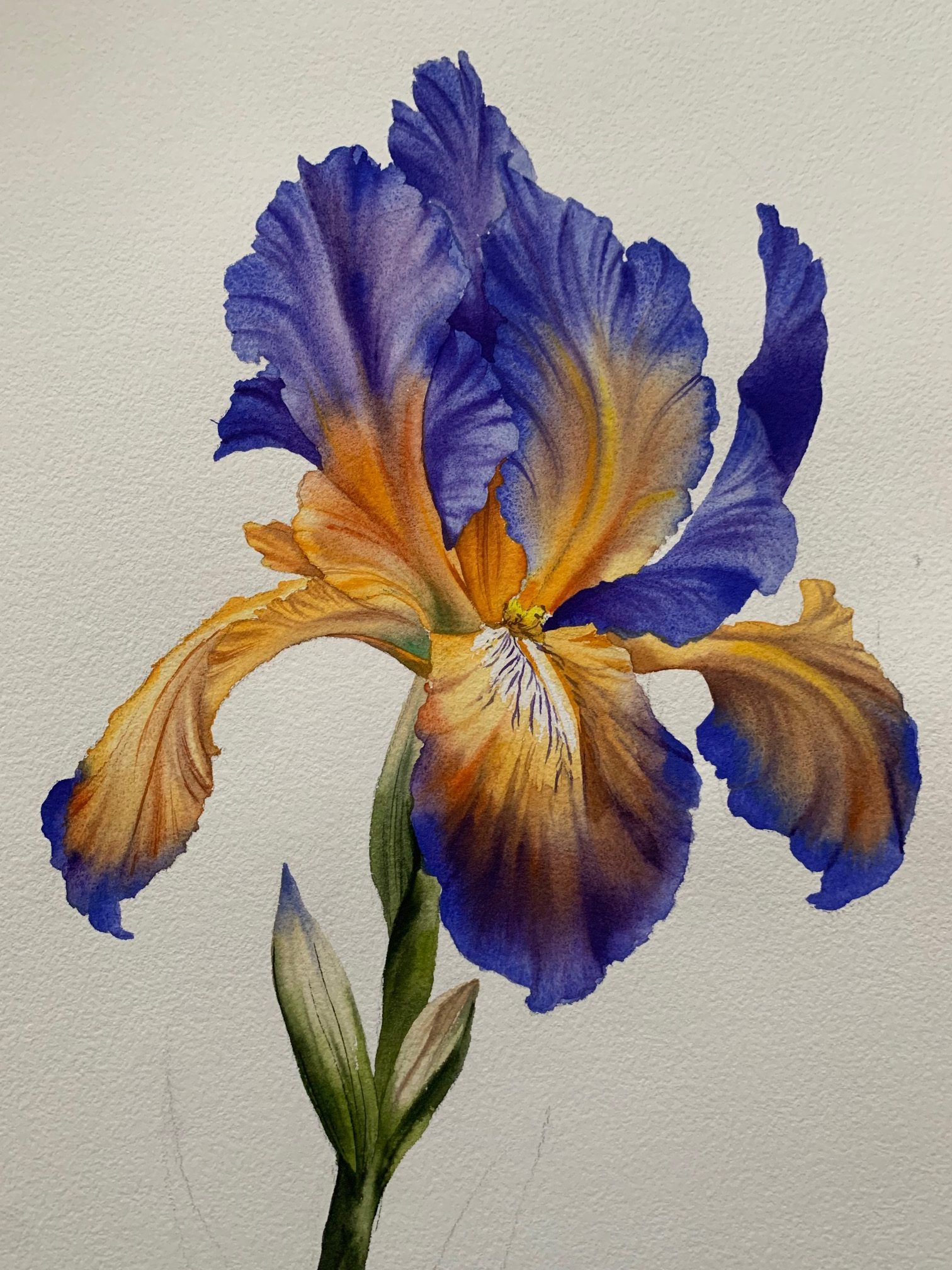 Io's Shiny akvarellfesték - Limited Art paletta - Van Gogh Íriszek - Image 2